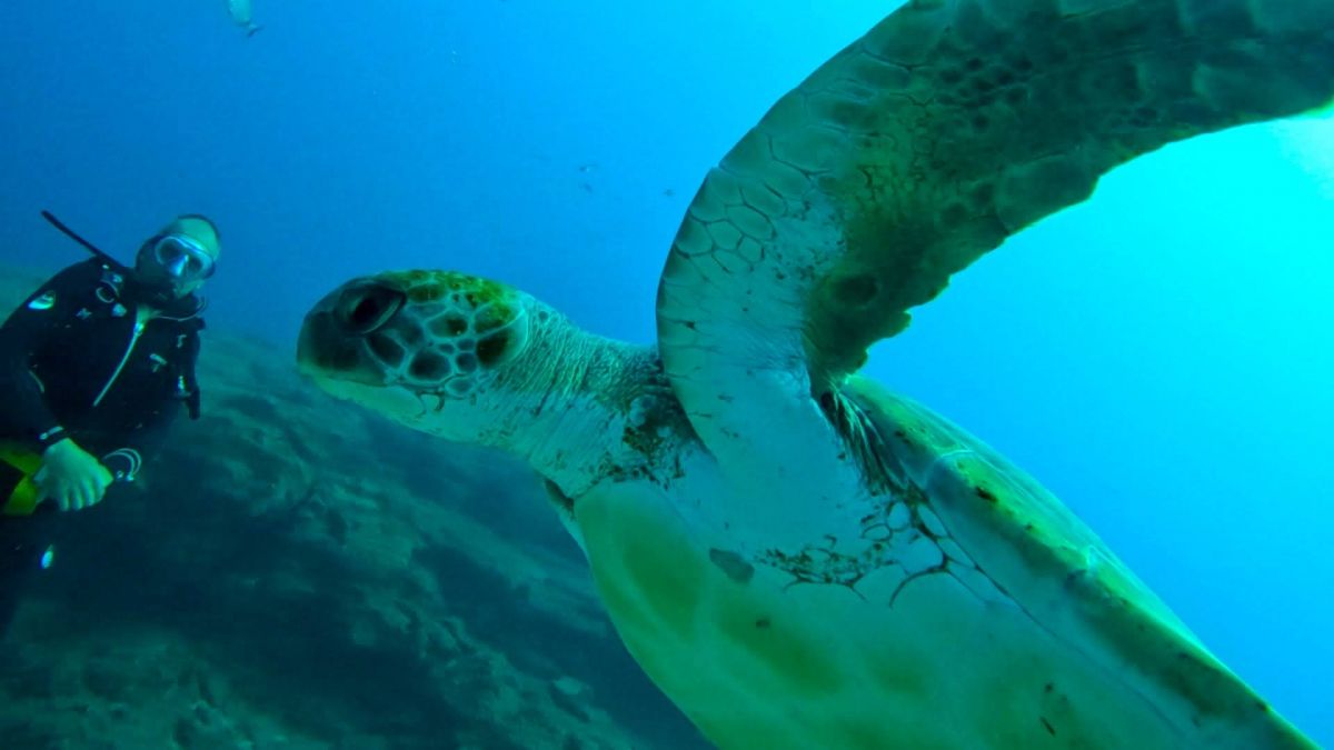 Potápění s mořskými želvami pro certifikované potápěče